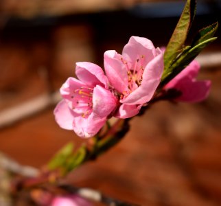 Pink Blossom Flower Spring