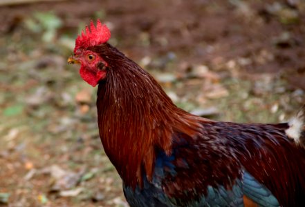 Chicken Rooster Galliformes Beak