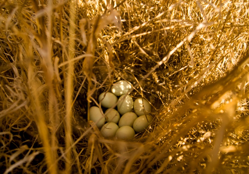 Fauna Bird Nest Nest Grass Family