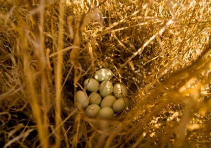 Fauna Bird Nest Nest Grass Family photo