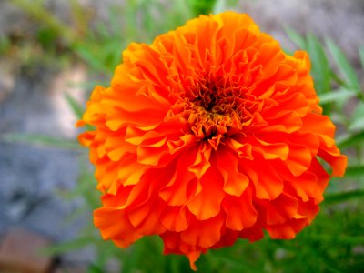 Flower Flora Petal Wildflower