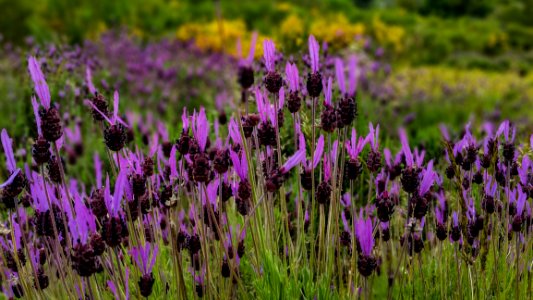 Plant Flower Flora Purple