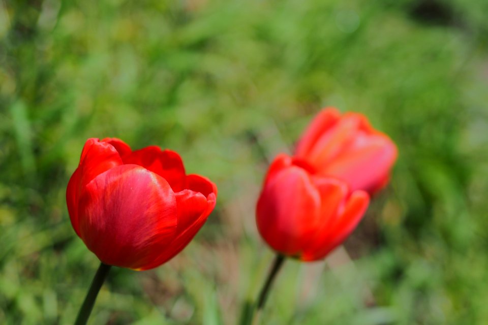 Flower Plant Tulip Flowering Plant