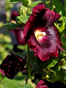 Flower Plant Flowering Plant Purple