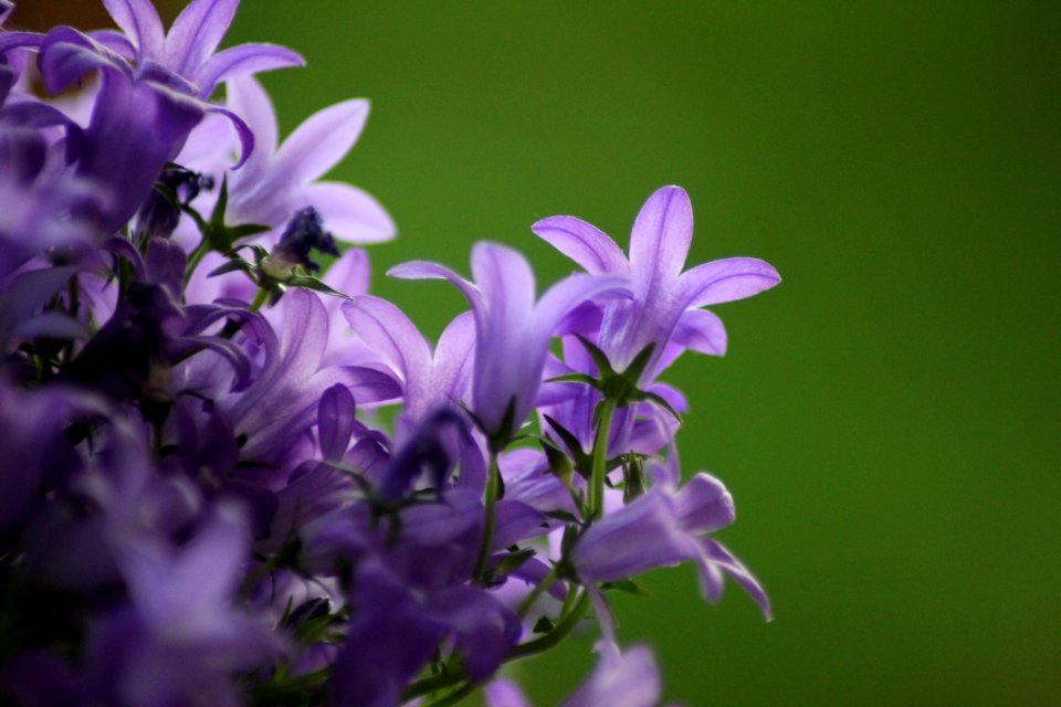 Flower Plant Flora Purple photo