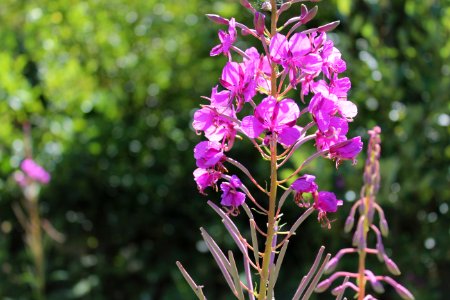 Flower Plant Flora Flowering Plant