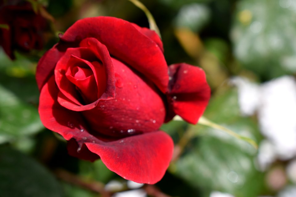 Rose Rose Family Garden Roses Flower