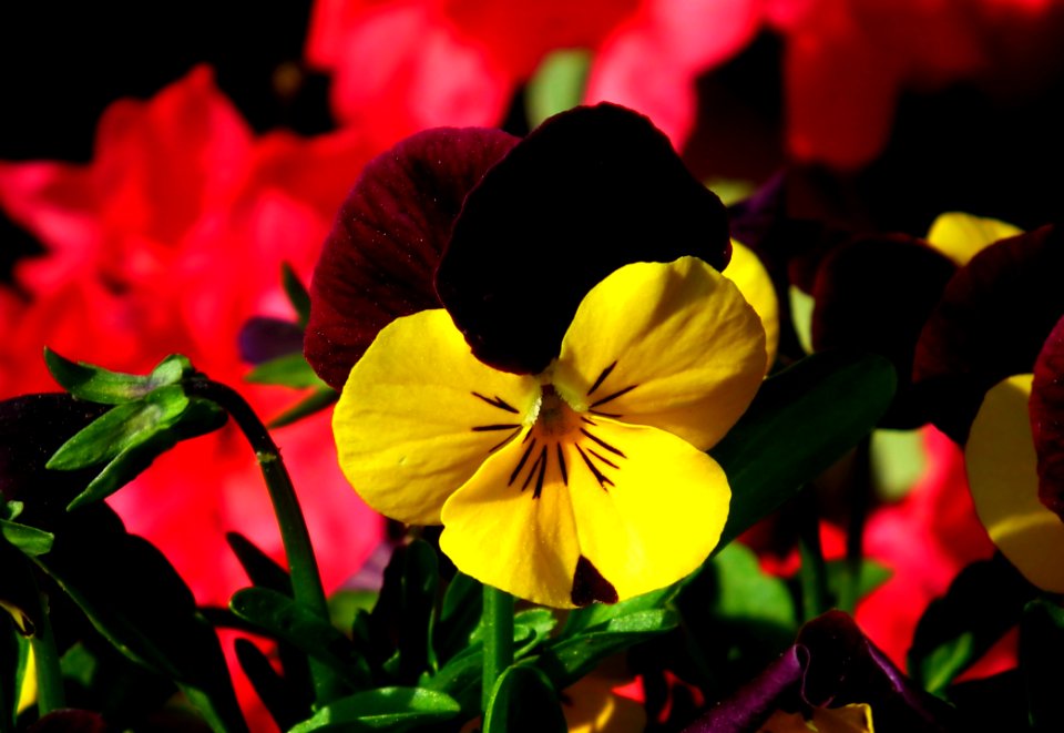 Flower Yellow Plant Flora