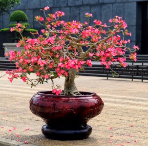 Plant Flower Houseplant Flowerpot