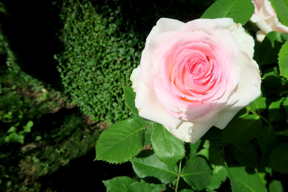 Rose Flower Rose Family Garden Roses