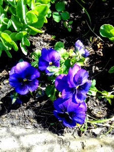 Plant Flower Flora Flowering Plant