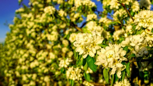 Flower Plant Flora Spring