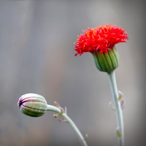 Flower Flora Plant Close Up
