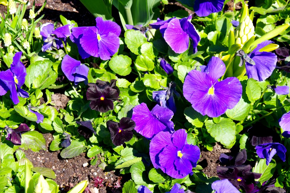 Flower Plant Purple Flowering Plant