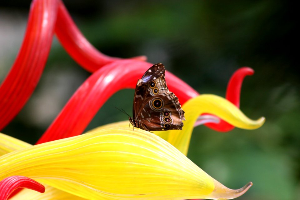 Flower Insect Flora Nectar