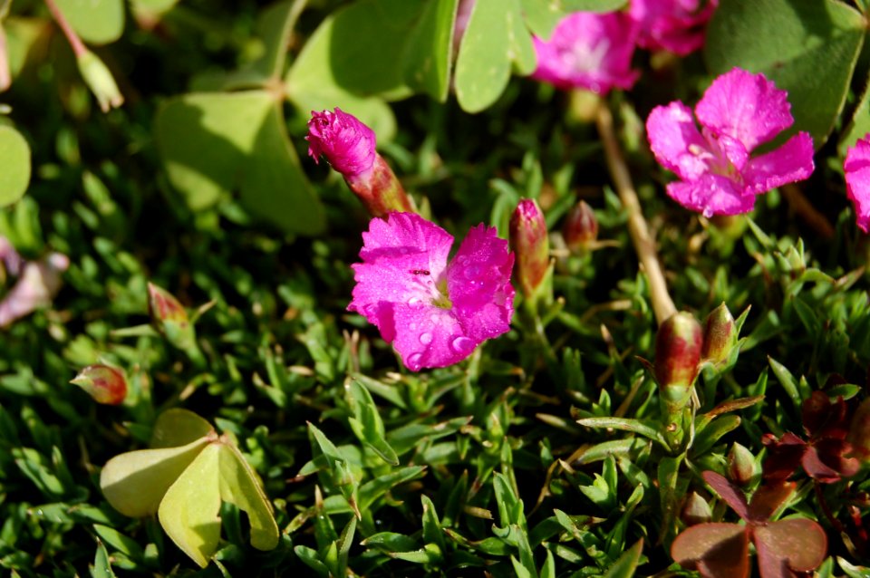 Plant Flower Flora Flowering Plant