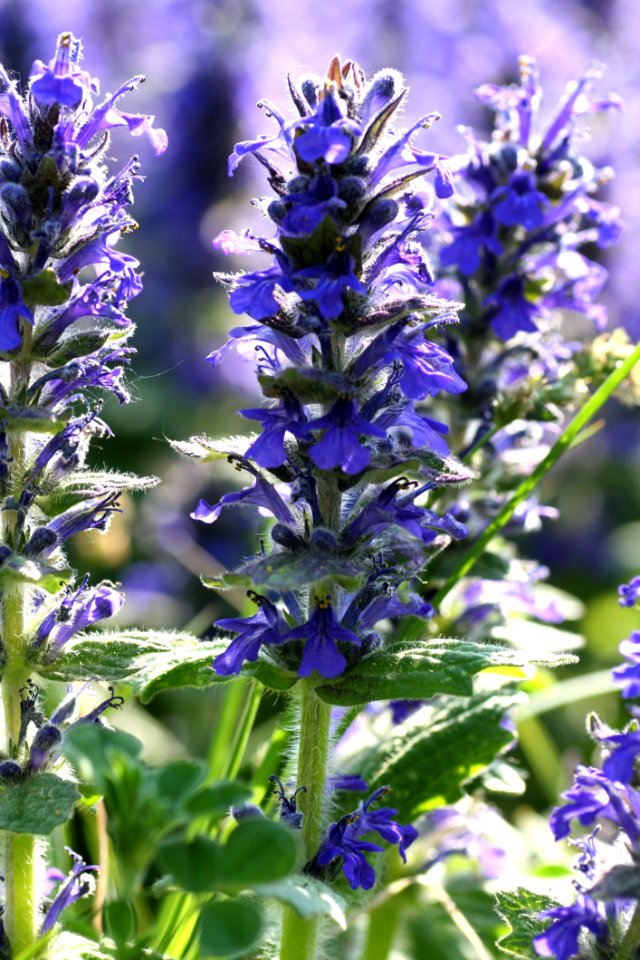 Plant Hyssopus Common Sage Lavandula Dentata