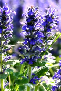 Plant Hyssopus Common Sage Lavandula Dentata photo