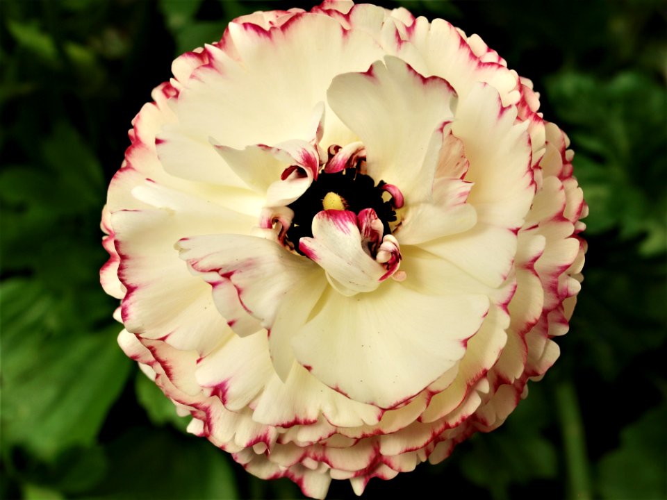 Flower Pink Plant Flowering Plant