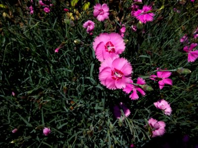 Flower Plant Pink Flowering Plant