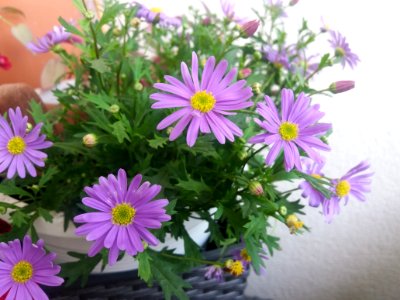 Flower Plant Aster Purple photo