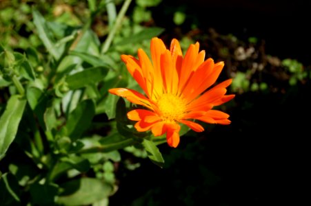 Flower Flora Plant Wildflower