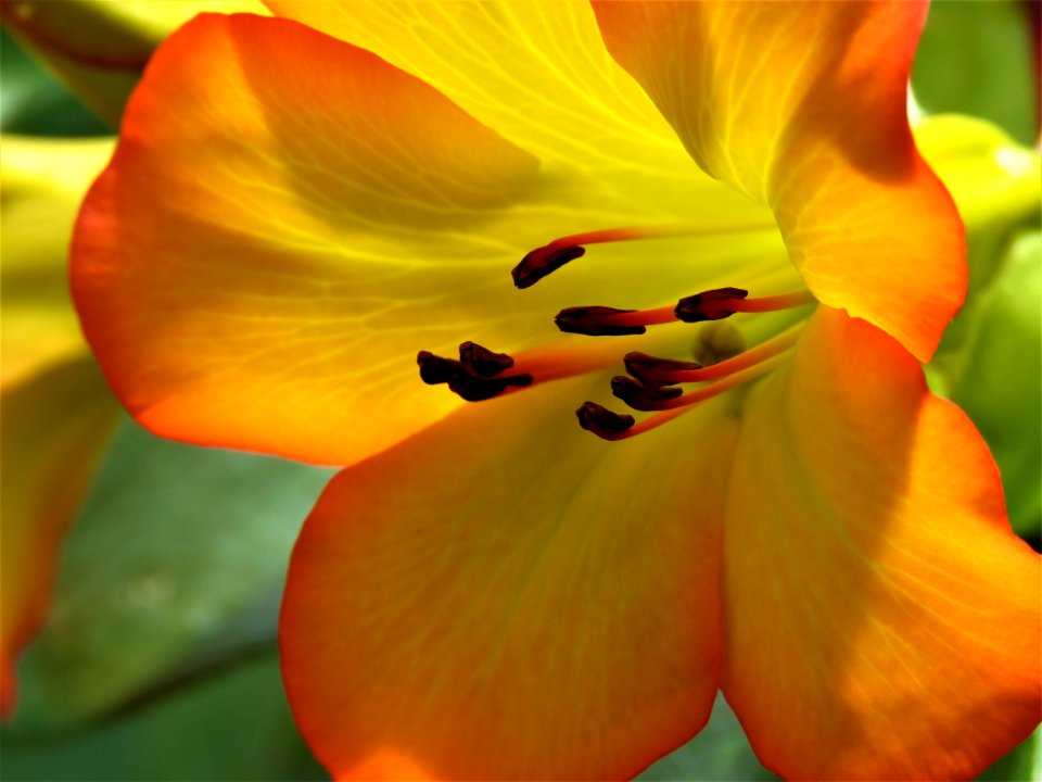 Flower Yellow Wildflower Flora