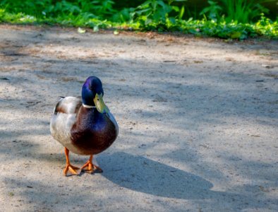 Duck Bird Mallard Water Bird photo