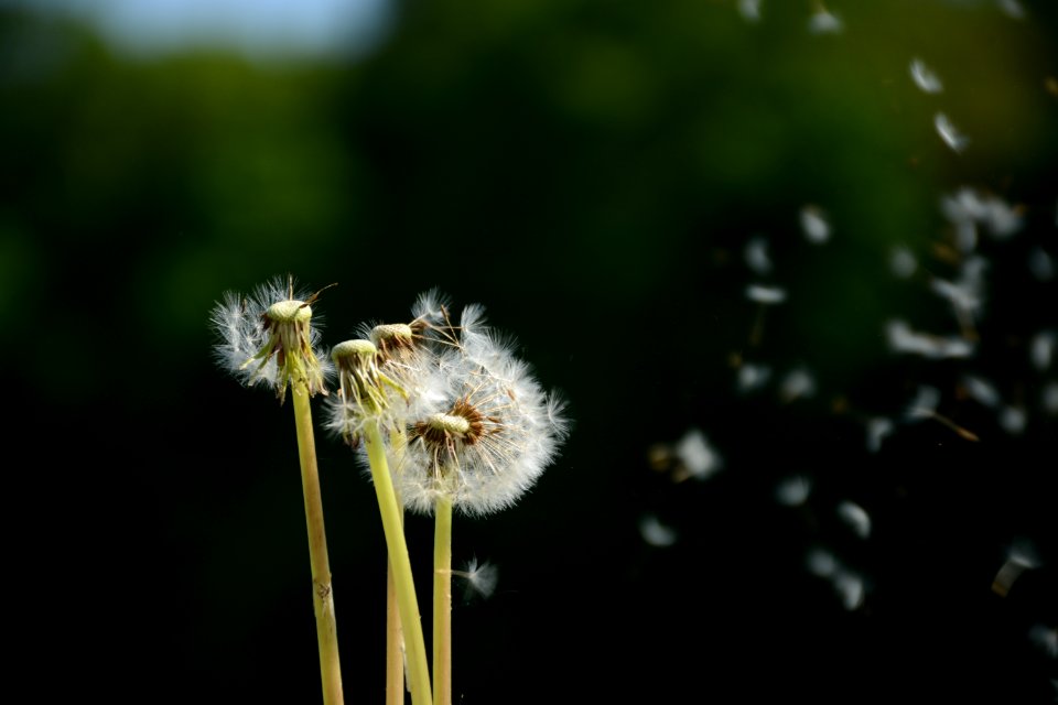 Dandelion Close Up Flower Pollen