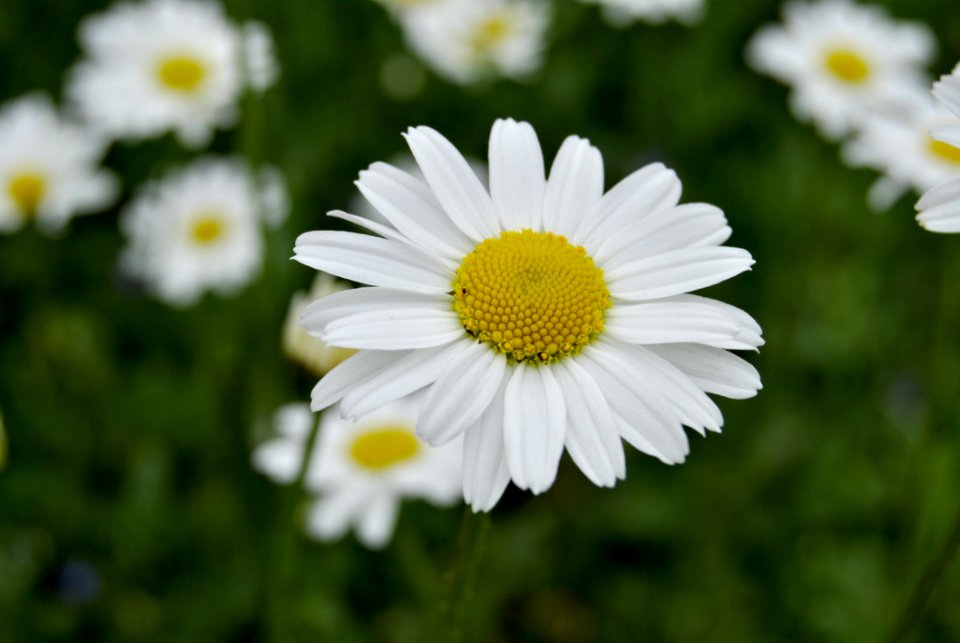 Flower Oxeye Daisy Chamaemelum Nobile Flora
