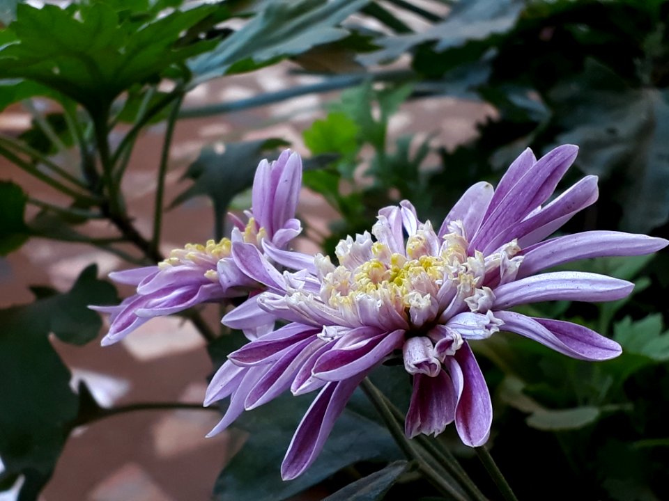 Flower Plant Flora Purple