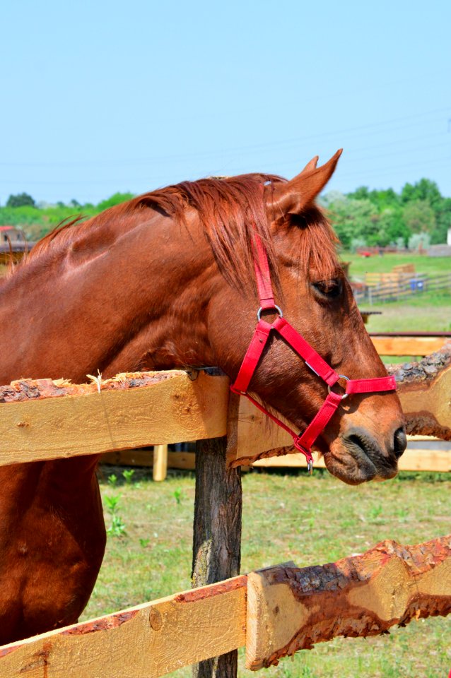 Horse Bridle Halter Rein