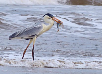 Bird Beak Shorebird Heron