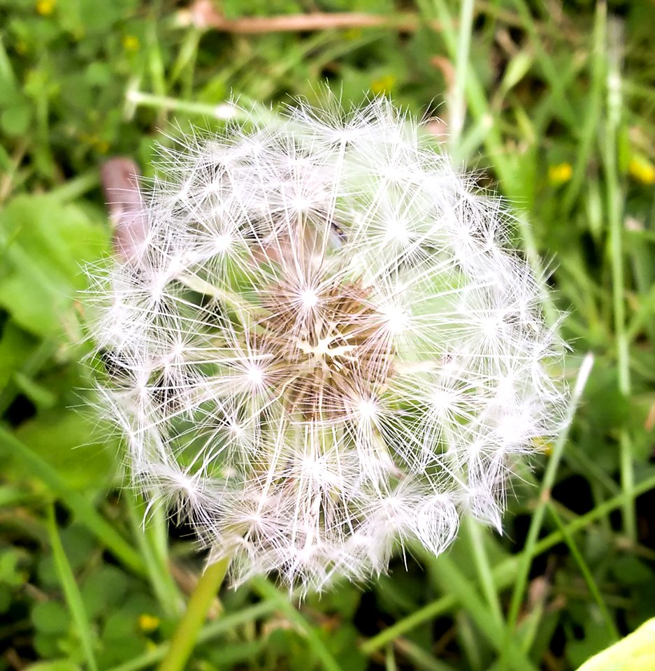 Flower Dandelion Flora Plant