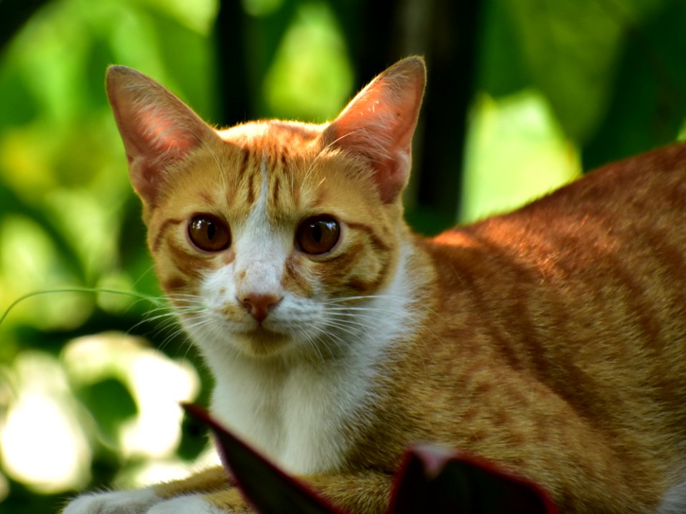 Cat Whiskers Fauna Small To Medium Sized Cats photo