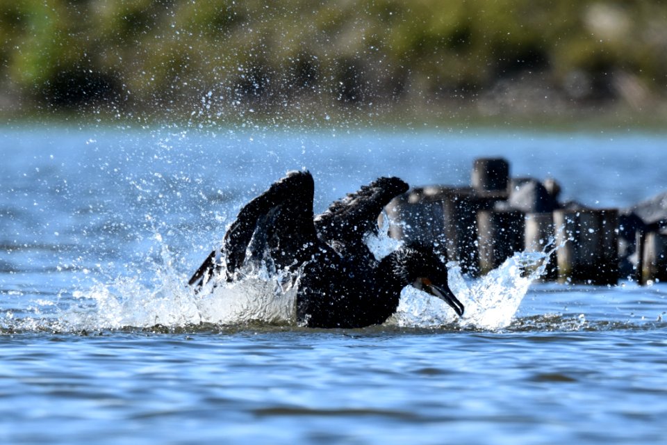 Water Mammal Wildlife Marine Mammal
