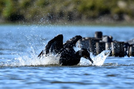 Water Mammal Wildlife Marine Mammal