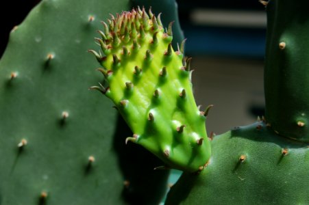 Thorns Spines And Prickles Cactus Barbary Fig Eastern Prickly Pear photo