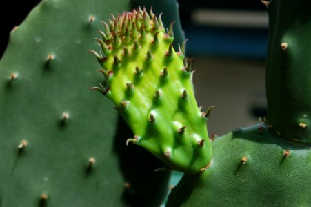 Thorns Spines And Prickles Cactus Barbary Fig Eastern Prickly Pear