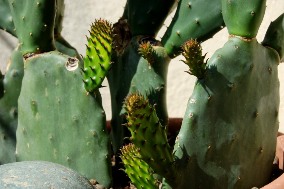 Cactus Eastern Prickly Pear Plant Nopalito