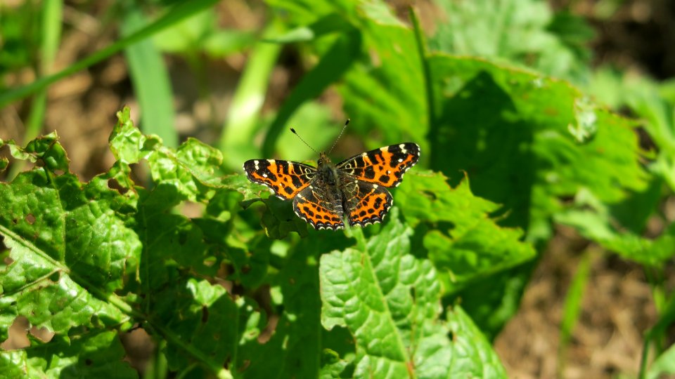 Butterfly Insect Moths And Butterflies Brush Footed Butterfly photo