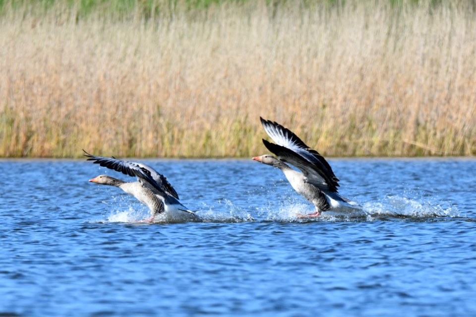 Bird Water Wildlife Fauna