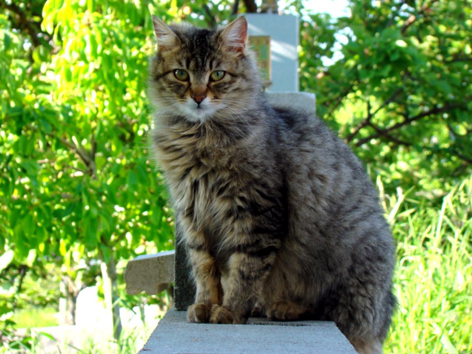 Cat Mammal Fauna Small To Medium Sized Cats