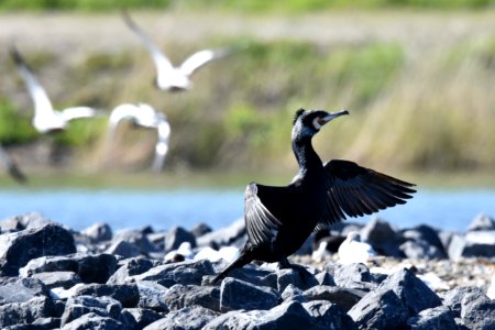 Bird Fauna Wildlife Beak