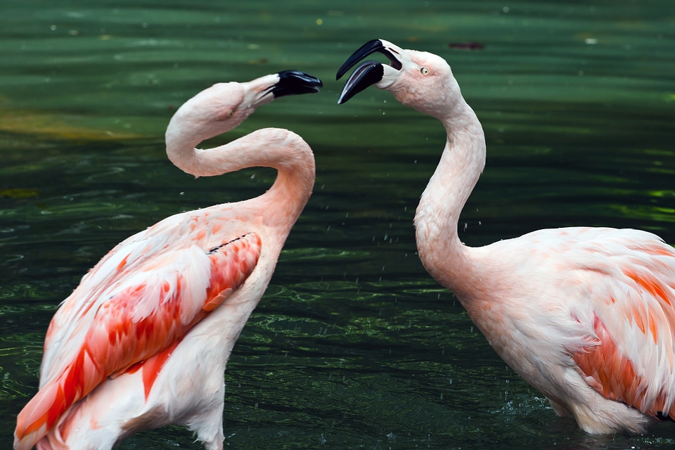 Pond couple birds