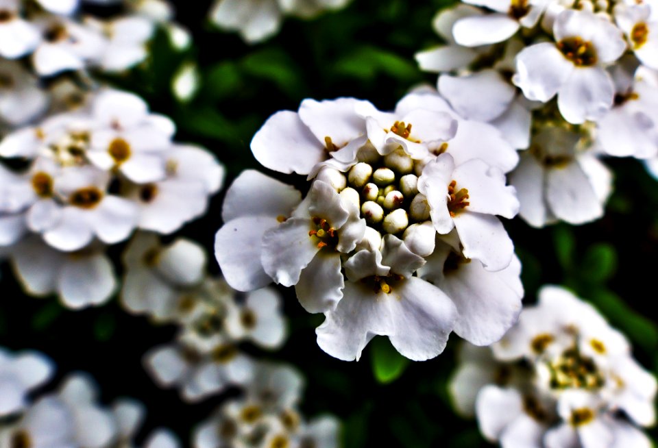 Flower White Evergreen Candytuft Flora