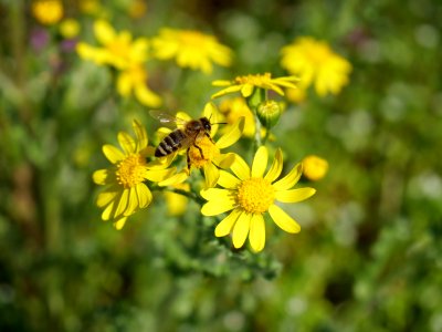 Flower Honey Bee Bee Yellow photo