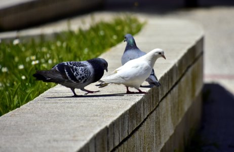 Bird Pigeons And Doves Fauna Beak
