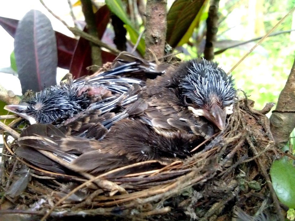 Bird Nest Bird Fauna Beak