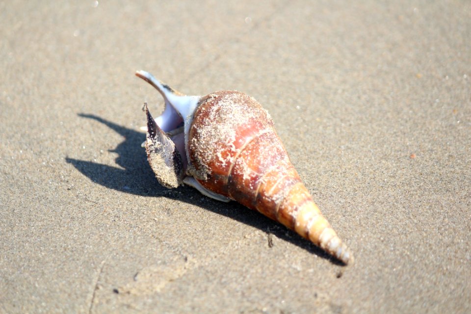 Conch Seashell Sea Snail Close Up
